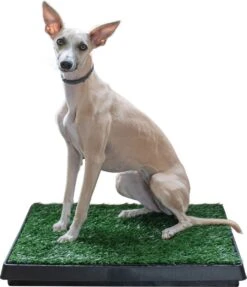 Adori Trainingsmat Gras - Hondentoilet - 50x63 Cm Multi-Color 8 Adori Trainingsmat Gras - Hondentoilet - 50x63 Cm Multi-Color -Hondenspullen Verkoop 1034x1200 5