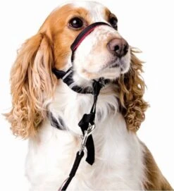 Halti OptiFit Headcollar - Hond - Anti Trekhalsband - Maat M - Voor Labrador, Boxer, Dobermann, Golden Retriever -Hondenspullen Verkoop 1092x1200 2