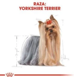Royal Canin Yorkshire Terrier Adult - Hondenvoer - 3 Kg 11 Royal Canin Yorkshire Terrier Adult - Hondenvoer - 3 Kg -Hondenspullen Verkoop 1149x1200 5