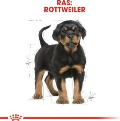 Royal Canin Rottweiler Junior 12 KG -Hondenspullen Verkoop 1185x1200 8