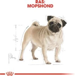 Royal Canin Mopshond/Pug Adult - Hondenvoer - 3 Kg -Hondenspullen Verkoop 1186x1200 6