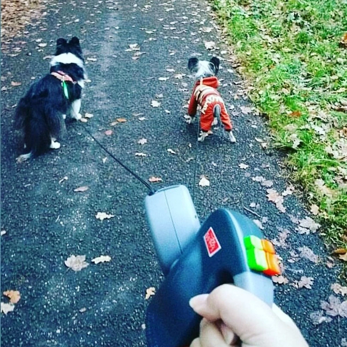 Merkloos Dubbele Hondenriem Voor Twee Honden - Grijs - Tot 22 Kg (per Hond) - 300 Cm 8 Merkloos Dubbele Hondenriem Voor Twee Honden - Grijs - Tot 22 Kg (per Hond) - 300 Cm - Afbeelding 6