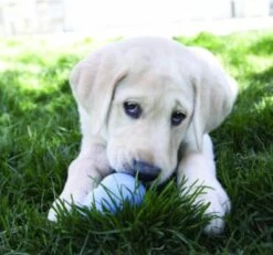 Kong Stuff 'N Snacks Puppy Hondensnack - Kip&Rijst - L -Hondenspullen Verkoop 1200x1123