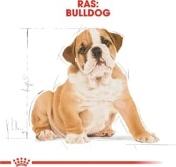 Royal Canin Bulldog - Puppy-Hondenvoer - 12 Kg 13 Royal Canin Bulldog - Puppy-Hondenvoer - 12 Kg -Hondenspullen Verkoop 1200x1135