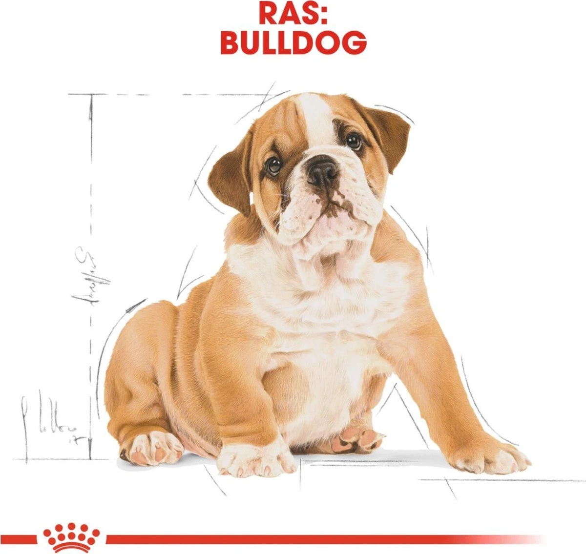 Royal Canin Bulldog - Puppy-Hondenvoer - 12 Kg 6 Royal Canin Bulldog - Puppy-Hondenvoer - 12 Kg - Afbeelding 4