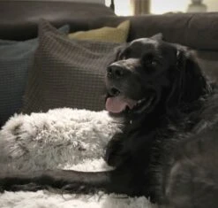 Quzi Hondenkussen Voor Bank - Fluffy Hondendeken - Bankbescherming Hond - 85x85cm - Afneembare Hoes 14 Quzi Hondenkussen Voor Bank - Fluffy Hondendeken - Bankbescherming Hond - 85x85cm - Afneembare Hoes -Hondenspullen Verkoop 1200x1140 13