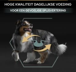 Pro Plan Medium Adult Sensitive Digestion - Honden Droogvoer - Lam - 14 Kg 29 Pro Plan Medium Adult Sensitive Digestion - Honden Droogvoer - Lam - 14 Kg -Hondenspullen Verkoop 1200x1146 12