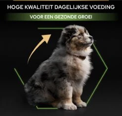 Pro Plan Healthy Start Puppy Medium - Honden Droogvoer - Kip - 12 Kg -Hondenspullen Verkoop 1200x1146 24