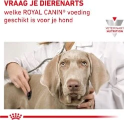 Royal Canin Renal - Hondenvoer - 2 Kg 21 Royal Canin Renal - Hondenvoer - 2 Kg -Hondenspullen Verkoop 1200x1161 10