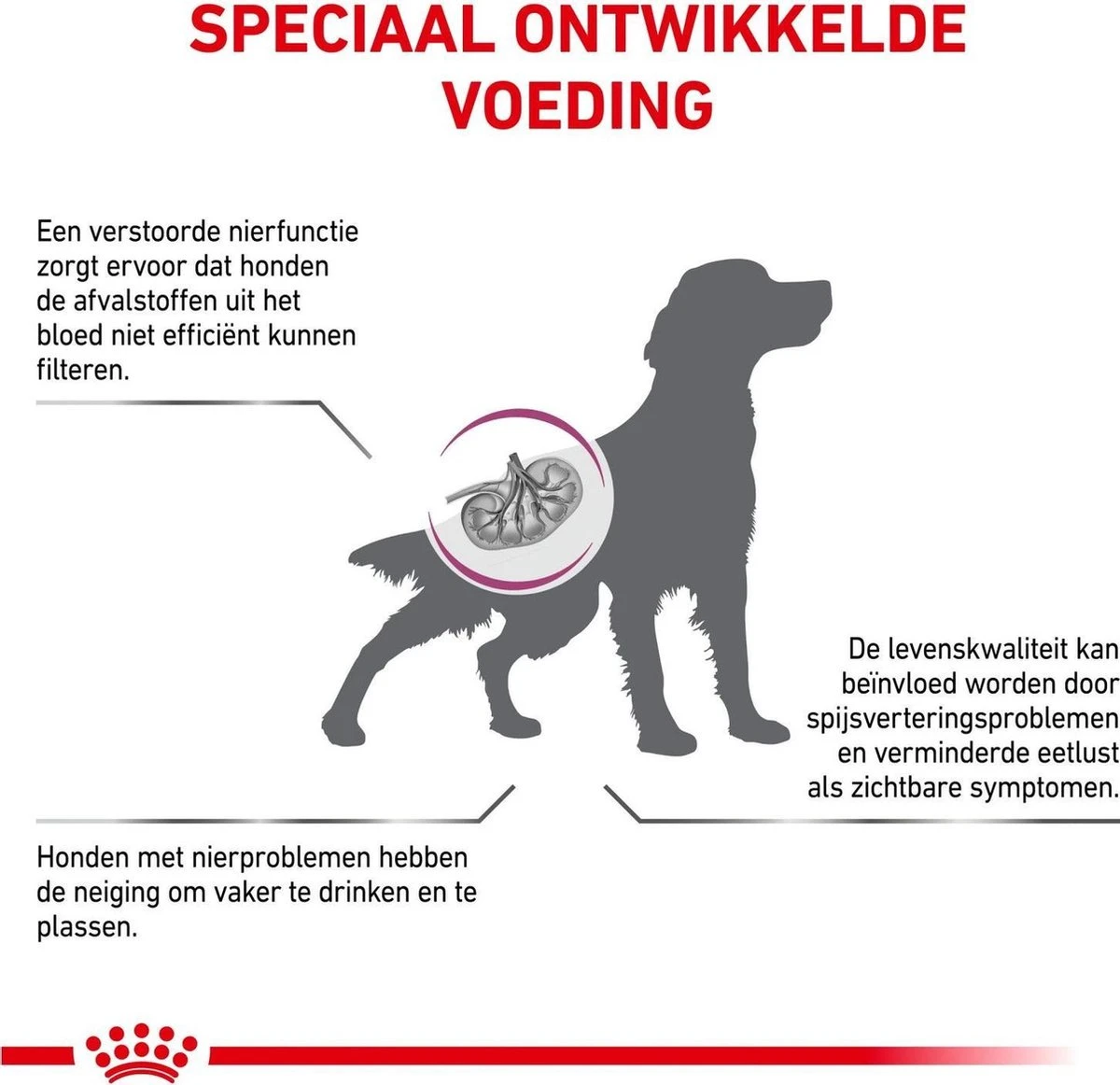 Royal Canin Renal - Hondenvoer - 2 Kg 6 Royal Canin Renal - Hondenvoer - 2 Kg - Afbeelding 4