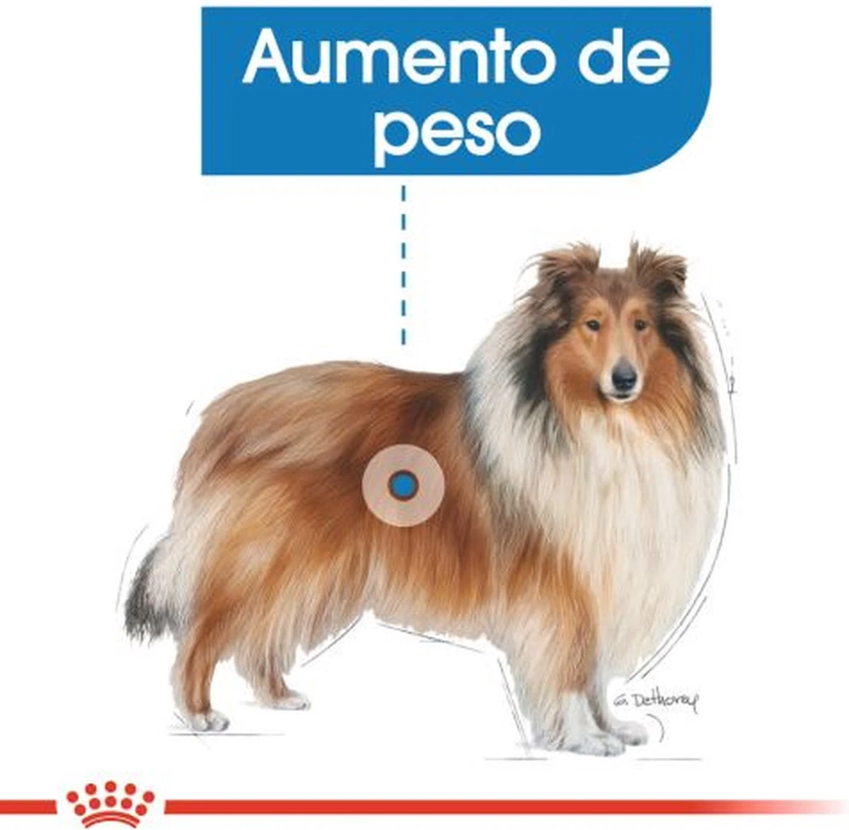 Royal Canin Light Weight Care Maxi - Hondenvoer - 12 Kg 6 Royal Canin Light Weight Care Maxi - Hondenvoer - 12 Kg - Afbeelding 4