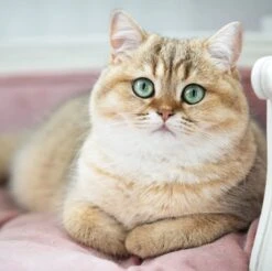 Lord Lou - George Roze Velvet S - Luxe Hondenmand - Luxe Kattenmand - 49x40x31 -Hondenspullen Verkoop 1200x1197 7