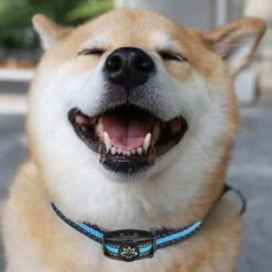 Premium Anti Blafband Apparaat Om Je Hond Snel En Effectief Te Laten Stoppen Met Blaffen - Diervriendelijke Opvoedingshalsband Zonder Schok - Trainingshalsband Voor Grote En Kleine Honden - Anti Blaf Apparaat - Correctie Halsband 19 Premium Anti Blafband Apparaat Om Je Hond Snel En Effectief Te Laten Stoppen Met Blaffen - Diervriendelijke Opvoedingshalsband Zonder Schok - Trainingshalsband Voor Grote En Kleine Honden - Anti Blaf Apparaat - Correctie Halsband -Hondenspullen Verkoop 1200x1200 1069