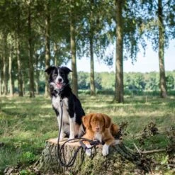Rebel Petz - Dubbele Verstelbare Hondenriem Voor Twee Honden - Met Draaibare Sluiting En Zacht Handvat - Small En Large - Small (140 Cm Lang, Ø 8 Mm) 25 Rebel Petz - Dubbele Verstelbare Hondenriem Voor Twee Honden - Met Draaibare Sluiting En Zacht Handvat - Small En Large - Small (140 Cm Lang, Ø 8 Mm) -Hondenspullen Verkoop 1200x1200 253