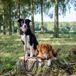 Rebel Petz - Dubbele Verstelbare Hondenriem Voor Twee Honden - Met Draaibare Sluiting En Zacht Handvat - Small En Large - Large (140 Cm Lang, Ø 12 Mm) 30 Rebel Petz - Dubbele Verstelbare Hondenriem Voor Twee Honden - Met Draaibare Sluiting En Zacht Handvat - Small En Large - Large (140 Cm Lang, Ø 12 Mm) -Hondenspullen Verkoop 1200x1200 294