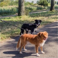 Rebel Petz - Dubbele Verstelbare Hondenriem Voor Twee Honden - Met Draaibare Sluiting En Zacht Handvat - Small En Large - Large (140 Cm Lang, Ø 12 Mm) 36 Rebel Petz - Dubbele Verstelbare Hondenriem Voor Twee Honden - Met Draaibare Sluiting En Zacht Handvat - Small En Large - Large (140 Cm Lang, Ø 12 Mm) -Hondenspullen Verkoop 1200x1200 296