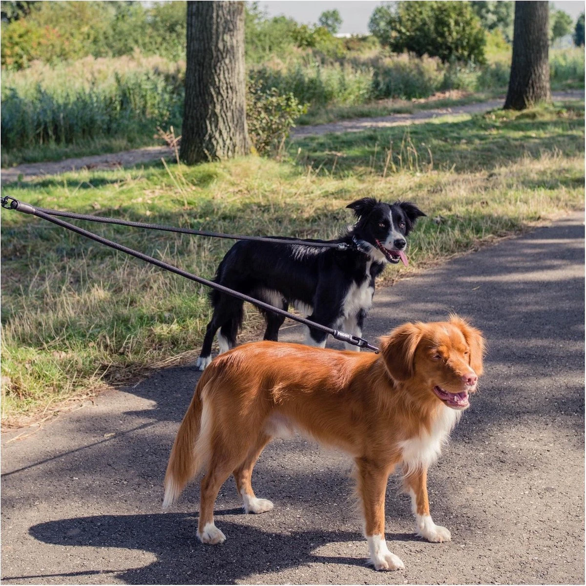 Rebel Petz - Dubbele Verstelbare Hondenriem Voor Twee Honden - Met Draaibare Sluiting En Zacht Handvat - Small En Large - Large (140 Cm Lang, Ø 12 Mm) 17 Rebel Petz - Dubbele Verstelbare Hondenriem Voor Twee Honden - Met Draaibare Sluiting En Zacht Handvat - Small En Large - Large (140 Cm Lang, Ø 12 Mm) - Afbeelding 15
