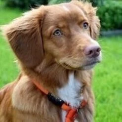 Rebel Petz - Honden Trainingslijn Met Halsband - Taupe, Zwart, Groen & Oranje - Maat Small Of Large - Kleur: Oranje, Maat: Large 27 Rebel Petz - Honden Trainingslijn Met Halsband - Taupe, Zwart, Groen & Oranje - Maat Small Of Large - Kleur: Oranje, Maat: Large -Hondenspullen Verkoop 1200x1200 331