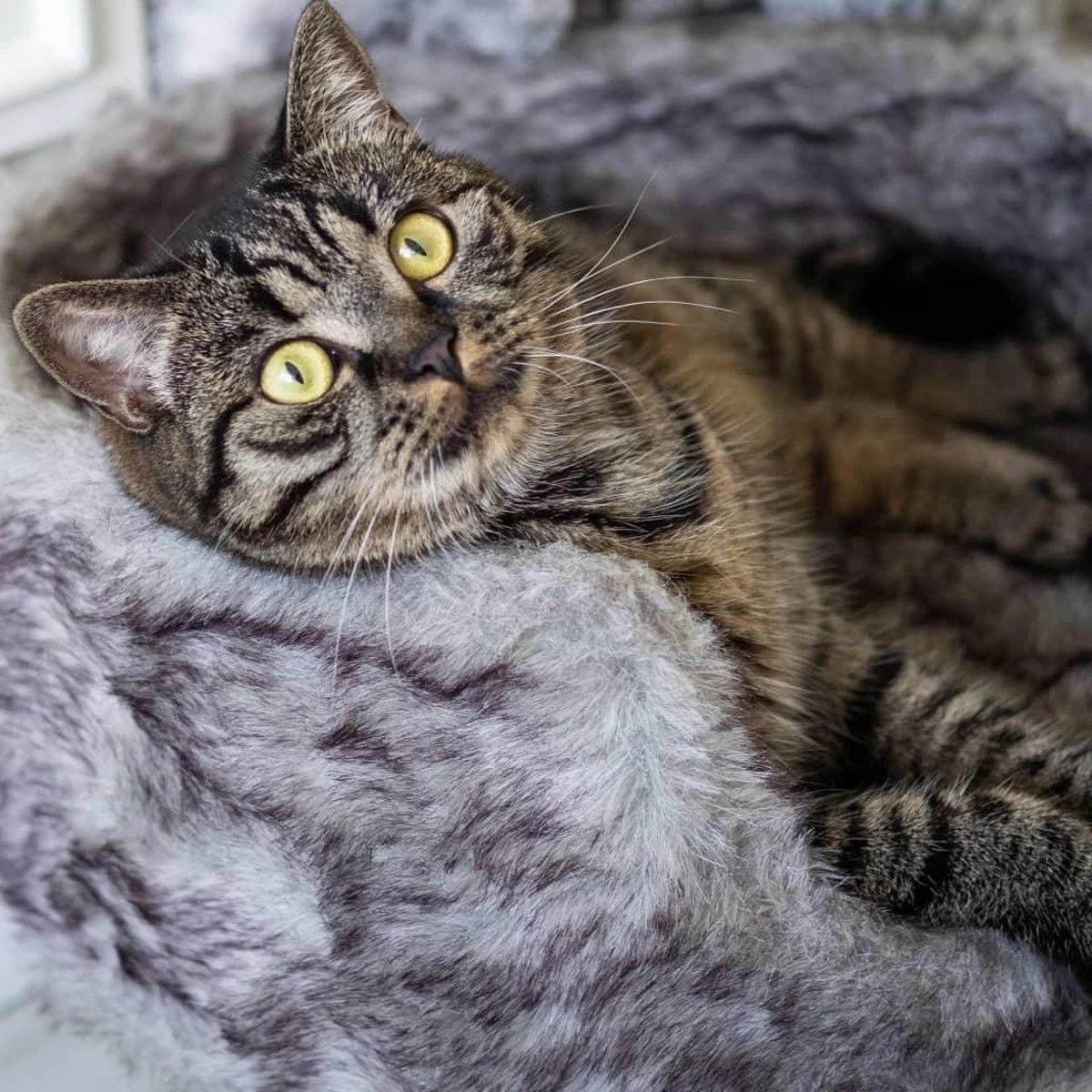 District 70 NORDIC - Luxe Kattenmand Op Pootjes - 40x30x25cm In Silver - Silver 6 District 70 NORDIC - Luxe Kattenmand Op Pootjes - 40x30x25cm In Silver - Silver - Afbeelding 5