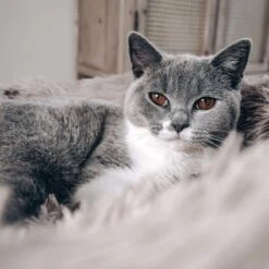 District 70 FUZZ - Hondenmand Comfortabel En Zacht Pluche - Zand, Oudroze, Donkergrijs En Lichtgrijs In S/M/L/XL - Maat: Large, Kleur: Zand -Hondenspullen Verkoop 1200x1200 756