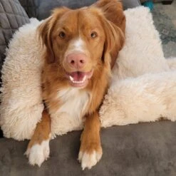 Origineel Hondendeken Voor Bank M – Hondenkleed Fluffy – Pluche Hondenbed - Hondenmand Premium - Volledig Afritsbaar - Beige -Hondenspullen Verkoop 1200x1200 873