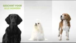 Whimzees Tandenborstel Hondensnack - 6,5 Cm - 48 Stuks -Hondenspullen Verkoop 1200x682