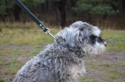 Hondenriem Leer - 2 Meter - Zwart - Hoge Kwaliteit Leer - Lederen Hondenriem - Ambachtelijk Gemaakt In Portugal -Hondenspullen Verkoop 1200x794 2