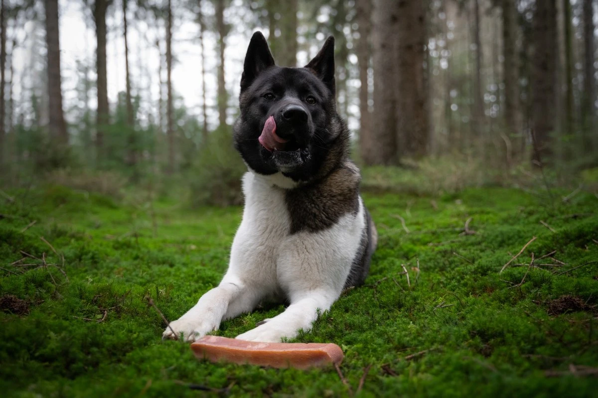 The Original Himalayan Yak Kauwbot Large Puur Fit 6 The Original Himalayan Yak Kauwbot Large Puur Fit - Afbeelding 4