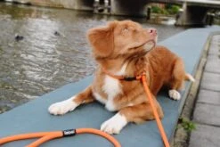 Rebel Petz - Honden Trainingslijn Met Halsband - Taupe, Zwart, Groen & Oranje - Maat Small Of Large - Kleur: Oranje, Maat: Large 37 Rebel Petz - Honden Trainingslijn Met Halsband - Taupe, Zwart, Groen & Oranje - Maat Small Of Large - Kleur: Oranje, Maat: Large -Hondenspullen Verkoop 1200x800 35