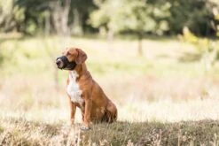 Trixie Muilkorf Polyester Met Gaas Inzet Zwart (M 19-26 CM) 9 Trixie Muilkorf Polyester Met Gaas Inzet Zwart (M 19-26 CM) -Hondenspullen Verkoop 1200x800 91