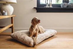 Designed By Lotte Hondenkussen Pluche Xanti Beige 70x 50 X 5 Cm -Hondenspullen Verkoop 1200x804 5