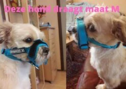 Sharon B Muilkorf Paars Maat M - Fleece - Wasbaar - Reflecterend 14 Sharon B Muilkorf Paars Maat M - Fleece - Wasbaar - Reflecterend -Hondenspullen Verkoop 1200x852 1