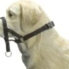 Beeztees Dog Control - Halsband Hond - Zwart - S 2 Beeztees Dog Control - Halsband Hond - Zwart - S -Hondenspullen Verkoop 1200x917 4