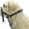 Beeztees Dog Control - Halsband Hond - Zwart - M-Speciaal -Hondenspullen Verkoop 1200x917 5