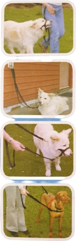 Company Of Animals Halti Trainingslijn - Large - 2 Meter - Verstelbaar - Zwart -Hondenspullen Verkoop 378x1200