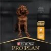 Pro Plan Healthy Start Puppy Large Athletic - Honden Droogvoer - Kip - 12 Kg -Hondenspullen Verkoop 573x1200