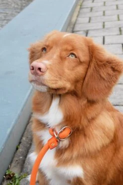 Rebel Petz - Honden Trainingslijn Met Halsband - Taupe, Zwart, Groen & Oranje - Maat Small Of Large - Kleur: Oranje, Maat: Large 34 Rebel Petz - Honden Trainingslijn Met Halsband - Taupe, Zwart, Groen & Oranje - Maat Small Of Large - Kleur: Oranje, Maat: Large -Hondenspullen Verkoop 800x1200 18