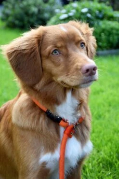 Rebel Petz - Honden Trainingslijn Met Halsband - Taupe, Zwart, Groen & Oranje - Maat Small Of Large - Kleur: Oranje, Maat: Large 38 Rebel Petz - Honden Trainingslijn Met Halsband - Taupe, Zwart, Groen & Oranje - Maat Small Of Large - Kleur: Oranje, Maat: Large -Hondenspullen Verkoop 800x1200 20