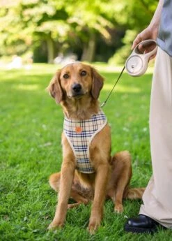 Hondenriem - Leiband Hond - Rollijn - 5 Meter - Beige - Riem Met Oprolsysteem - Hondenriem Flexi - Hondenlijn - Uitlaatriem -Hondenspullen Verkoop 858x1200 3