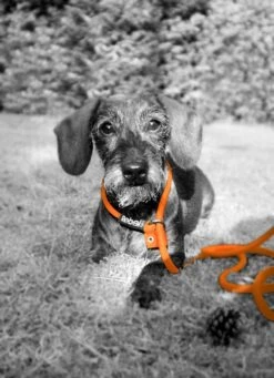 Rebel Petz - Honden Trainingslijn Met Halsband - Taupe, Zwart, Groen & Oranje - Maat Small Of Large - Kleur: Zwart, Maat: Large -Hondenspullen Verkoop 870x1200 2