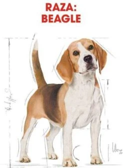 Royal Canin Beagle Adult - Hondenvoer - 12 Kg -Hondenspullen Verkoop 883x1200