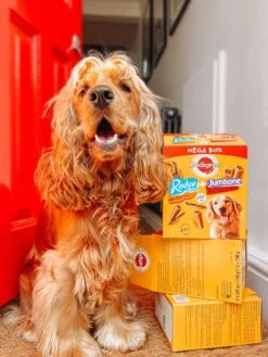 Pedigree Megabox Hondensnacks - 24 X Rodeo En 4 X Jumbone - 780 Gr 12 Pedigree Megabox Hondensnacks - 24 X Rodeo En 4 X Jumbone - 780 Gr -Hondenspullen Verkoop 900x1200 11