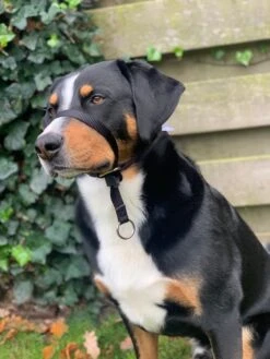 Gentle Leader Hoofdhalster Medium Zwart Beaphar -Hondenspullen Verkoop 900x1200 17