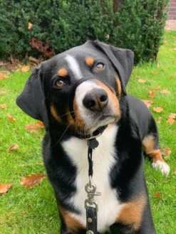 Gentle Leader Hoofdhalster Medium Zwart Beaphar -Hondenspullen Verkoop 900x1200 18