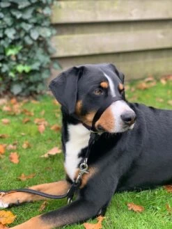 Gentle Leader Hoofdhalster Medium Zwart Beaphar -Hondenspullen Verkoop 900x1200 19