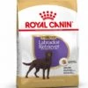 Royal Canin Labrador Retriever Sterilised 12 KG -Hondenspullen Verkoop 923x1200 1