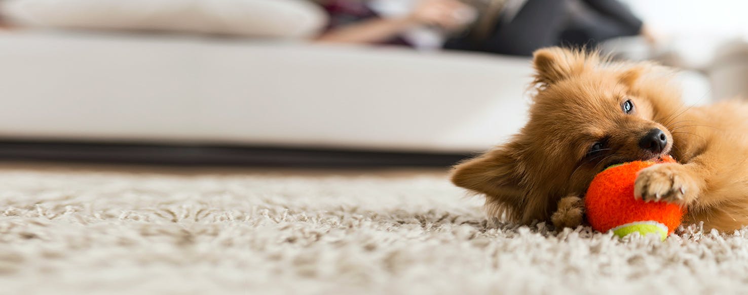 Hondenspullen Verkoop -Hondenspullen Verkoop why do dogs play by themselves Copy